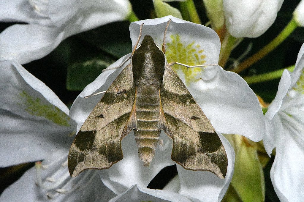 078 2018-06061758 Pointe Rok, MA.JPG - Virginia Creeper Sphinx (Darapsa myron) on Rhododendron. Pointe Rok, MA, 6-6-2018